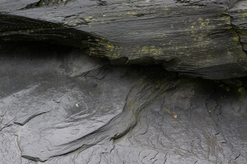 Wall Mural - tree bark