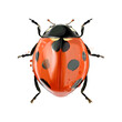ladybug from splash of watercolors, colored drawing, realistic. Vector illustration of paints