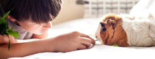 Boy Feeds Guinea Pig Out Of Hands. Manual Animal Eats From Human Hands. Child Takes Care And Plays With Pet.