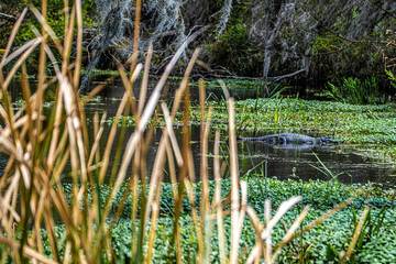 Wall Mural - ALLIGATOR 