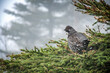 Canada grouse standing on a branch, Gaspesie, Quebec, Canada