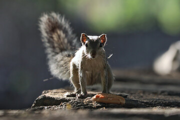 Poster - Closeup shot of an adorable gray chipmunk standing on the stone surface with a cookie