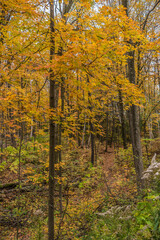 Wall Mural - Fall time in park