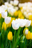 Fototapeta Tulipany - White tulip blooming in flower field, beauliful spring garden flower, soft selective focus