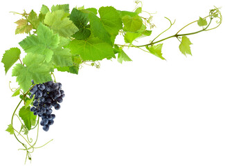 Canvas Print - Vigne et grappe de raisin, fond blanc 