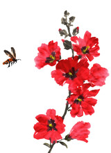 水墨画技法で描いた立葵と蜂