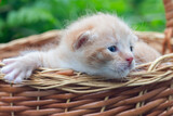 Fototapeta Koty - beautiful ginger little kitten in a basket on a beautiful green background