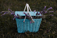 Blue Basket Filled With Lavender Sitting On Grass