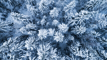 Wall Mural - Aerial top down view of frozen coniferous forest covered in snow. Winter nature landscape of snowy trees. Winter wonderland.