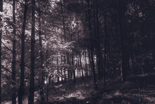 Mitten Im Wald Von Blair Witch Project - Saftig Grüne Wälder Und WIesen Im Sommer - Waldklima In Polen Pommern - Sonnenstrahlen - Godrays