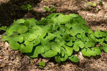 Full frame texture background view of a patch of uncultivated Canada wild ginger (Asarum canadense) wildflower plants, growing in its native woodland forest setting.