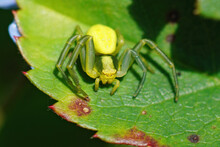 Closeup Of A Yellow Flower Crab Spider, Misumena Vatia, Awaiting Potential Prey On A Green Leaf 