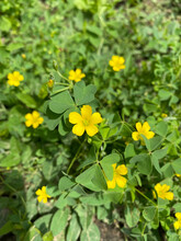 Slender Yellow Woodsorrel In Bloom Closeup View Of It