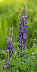 Wall Mural - Violet lupine flower, Lupinus polyphyllus on bured meadow grass