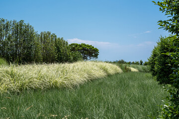 Wall Mural - beautiful fields in jeju island