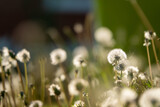 Fototapeta Dmuchawce - White fluffy dandelions, natural green blurred spring background, selective focus.