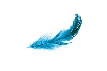 a blue feather on a white isolated background