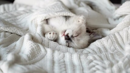 Canvas Print - Cut gray kitten sleeping on white knitted blanket. Concept of happy adorable cat pets