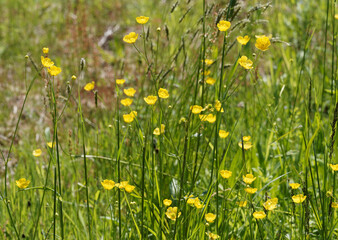 Poster - Renoncule âcre ou bouton d'or - Ranunculus acris - à fleurs dressées à pétales jaune arrondis et sépales vert sous corolle sur haute tige dressée