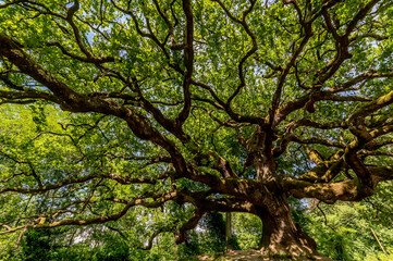 Beautiful view of the famous secular tree called Quercia delle Streghe, oak of the witches, in the province of Lucca, Italy