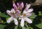 Fototapeta Desenie - Blossoms and buds of a rhododendron bush