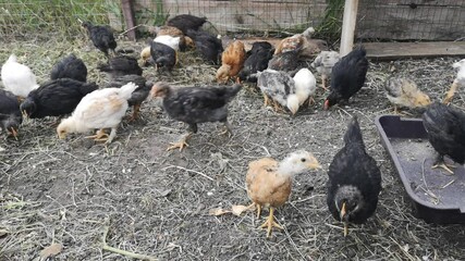 Poster - Chickens hen on the farm. Birds. High quality 4k footage