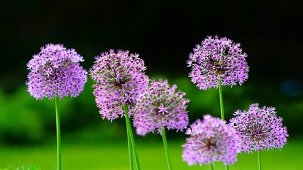 Wall Mural - flowers in the garden