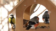 Winter Birds Feed On Sunflower Seeds In The Feeder. Male Bullfinch Bird Sits On The Feeder And Feeds On Sunflower Seeds. Concept Of Caring For Birds In Winter.