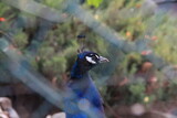 Fototapeta Zwierzęta - peacock on a fence