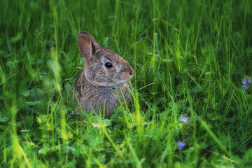 Baby Bunny in our Yard in Windsor in Broome County in Upstate NY.  Rabbit in the high grass feels safe.  Alert and ready to hop at the first sign of danger.