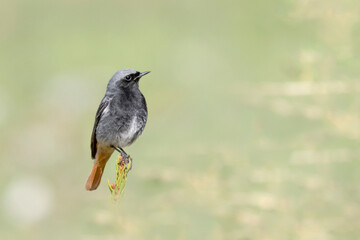 Wall Mural - Fine art portrait of Black redstart male (Phoenicurus ochruros)