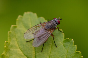 fly on leaf