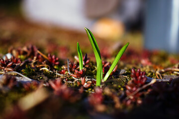 Young plant spring shoing up from brown leaves and red succulent