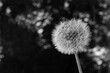 Black and white photo of a dandelion close-up, on the background side. Screensaver, postcard, template,cover. Blooming dandelion