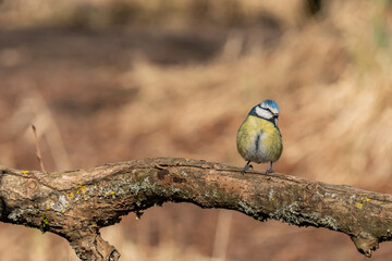 Eurasian blue tit sitting on a branch at sunset