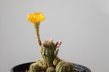 Yellow Cactus In Bloom
