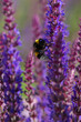 close-up of a bumblebee (bombus)  harvesting on blue and purple sage blossoms with blurry background