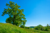 Fototapeta Tęcza - Fields and trees in a green hilly grassy landscape under a blue sky in sunlight in springtime, Voeren, Limburg, Belgium, June, 2021