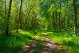 Fototapeta Las - Footpath in sunlight and shadow in green woodland in springtime, Voeren, Limburg, Belgium, June, 2021