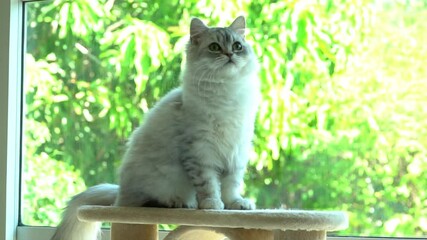 Poster - Cute persian cat sitting on cat tower