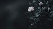 Rosenblüten dunkel mit Platz für Text Panorama