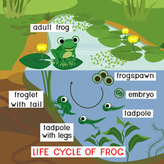 Sticker - Frog life cycle. Sequence of stages of development of frog from egg to adult animal in pond with titles