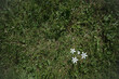 White flowers seen from above on the background of the lawn.