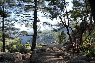 Beautiful view of trees on cliff in mountains