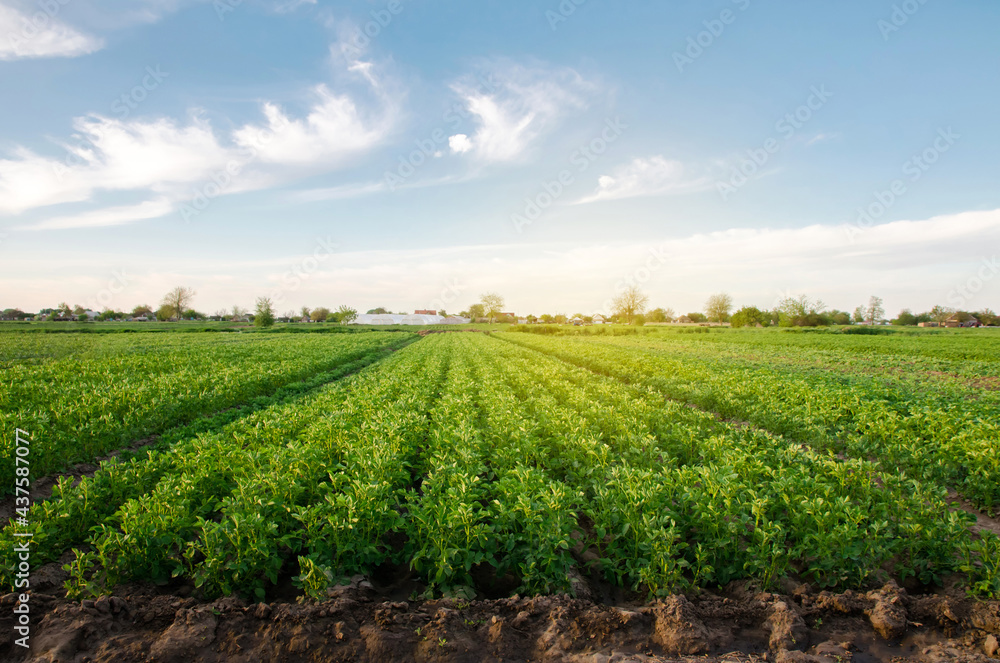 Potato plantations grow in the field on a spring sunny day. Organic vegetables. Agricultural crops. Landscape. Agriculture. Selective focus - obrazy, fototapety, plakaty 