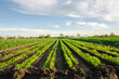 Carrot plantations grow in the field. Vegetable rows. Growing vegetables. Landscape with agricultural land. Green plant agriculture. Farming. Selective focus