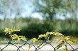 A plant entwining a metal fence.