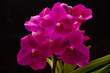 Pink vanda orchid against a black background