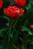 Fototapeta Tulipany - Red double tulip close up in springtime. The cultivation of bulbous plants in the garden