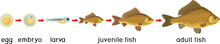 Fish Life Cycle. Sequence Of Stages Of Development Of Crucian Carp (Carassius) Freshwater Fish From Egg To Adult Animal Isolated On White Background